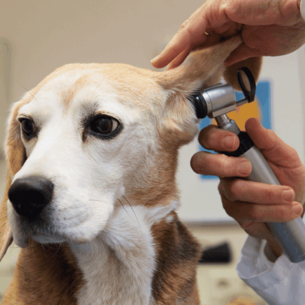 Marketing veterinário: conquiste tutores e expanda seu negócio!